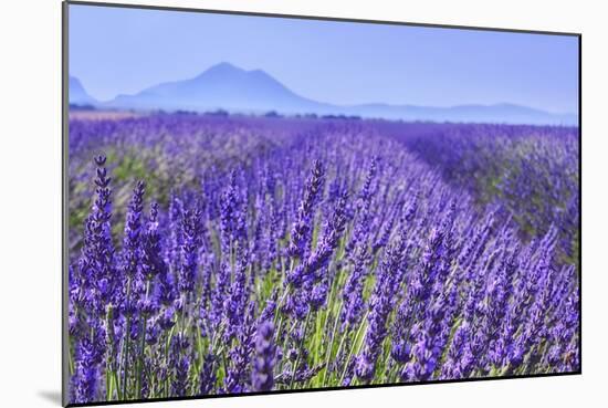 Lavender Field Close Up-Cora Niele-Mounted Giclee Print