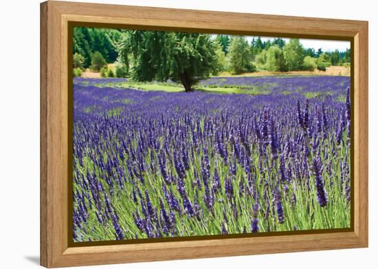 Lavender Field I-Dana Styber-Framed Premier Image Canvas