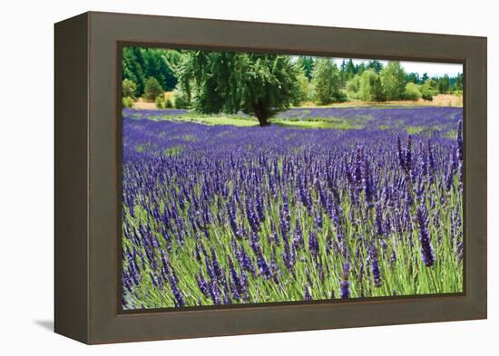 Lavender Field I-Dana Styber-Framed Premier Image Canvas