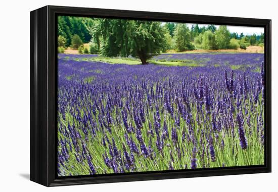 Lavender Field I-Dana Styber-Framed Premier Image Canvas