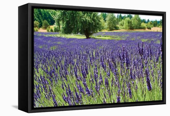 Lavender Field I-Dana Styber-Framed Premier Image Canvas