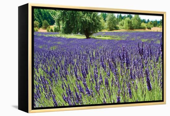 Lavender Field I-Dana Styber-Framed Premier Image Canvas