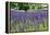 Lavender Field I-Dana Styber-Framed Premier Image Canvas