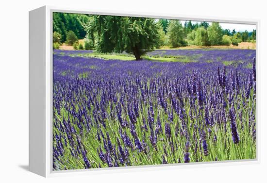 Lavender Field I-Dana Styber-Framed Premier Image Canvas