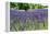 Lavender Field I-Dana Styber-Framed Premier Image Canvas