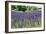 Lavender Field I-Dana Styber-Framed Photographic Print