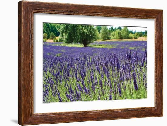 Lavender Field I-Dana Styber-Framed Photographic Print