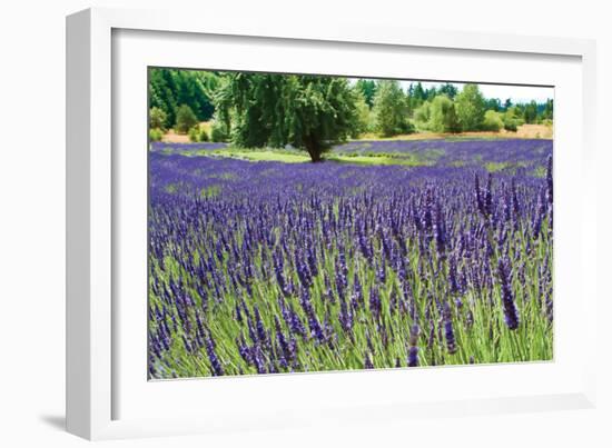 Lavender Field I-Dana Styber-Framed Photographic Print