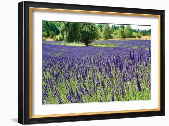 Lavender Field I-Dana Styber-Framed Photographic Print