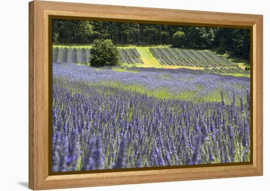 Lavender Field II-Dana Styber-Framed Premier Image Canvas