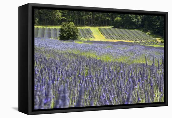 Lavender Field II-Dana Styber-Framed Premier Image Canvas