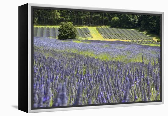 Lavender Field II-Dana Styber-Framed Premier Image Canvas