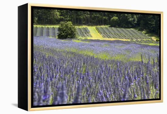 Lavender Field II-Dana Styber-Framed Premier Image Canvas