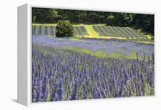 Lavender Field II-Dana Styber-Framed Premier Image Canvas