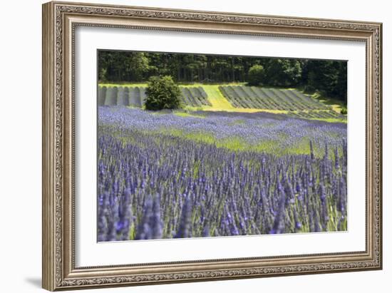 Lavender Field II-Dana Styber-Framed Photographic Print