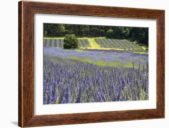 Lavender Field II-Dana Styber-Framed Photographic Print