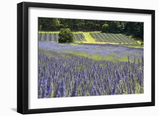 Lavender Field II-Dana Styber-Framed Photographic Print