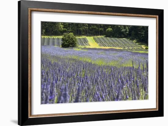 Lavender Field II-Dana Styber-Framed Photographic Print