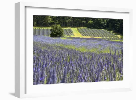 Lavender Field II-Dana Styber-Framed Photographic Print