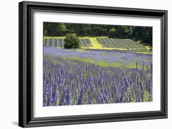 Lavender Field II-Dana Styber-Framed Photographic Print