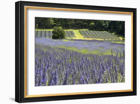 Lavender Field II-Dana Styber-Framed Photographic Print