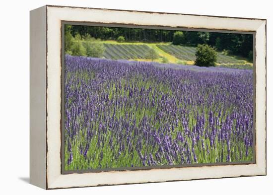 Lavender Field III-Dana Styber-Framed Premier Image Canvas