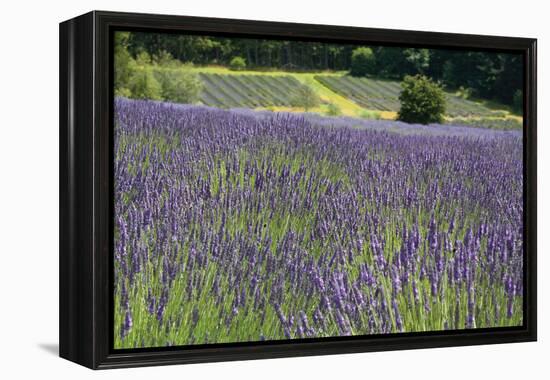 Lavender Field III-Dana Styber-Framed Premier Image Canvas