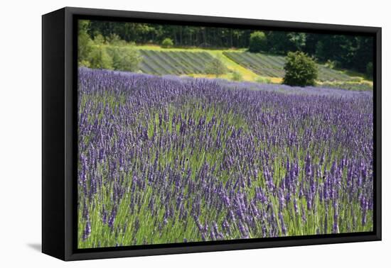 Lavender Field III-Dana Styber-Framed Premier Image Canvas