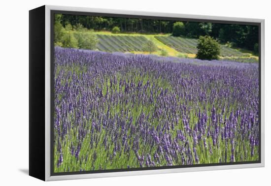 Lavender Field III-Dana Styber-Framed Premier Image Canvas