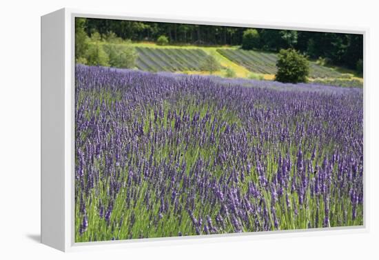 Lavender Field III-Dana Styber-Framed Premier Image Canvas