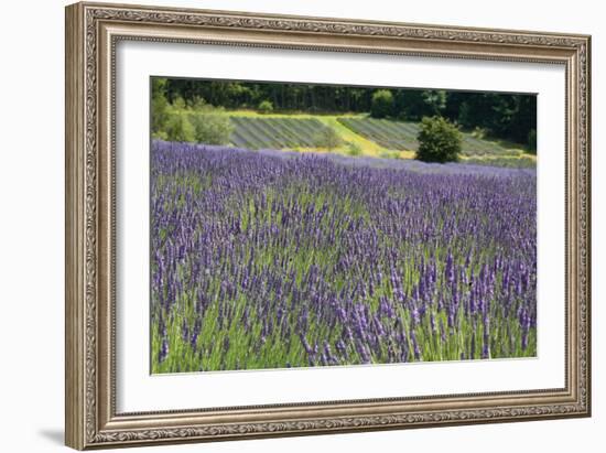 Lavender Field III-Dana Styber-Framed Photographic Print