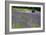 Lavender Field III-Dana Styber-Framed Photographic Print