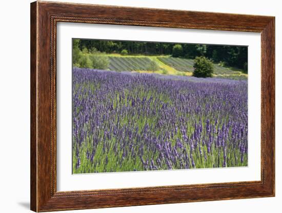 Lavender Field III-Dana Styber-Framed Photographic Print