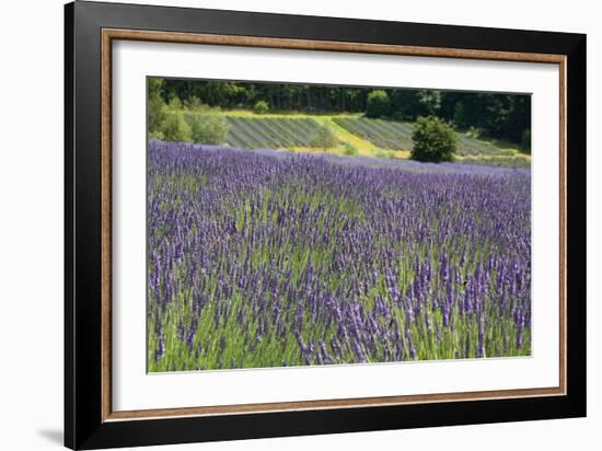 Lavender Field III-Dana Styber-Framed Photographic Print