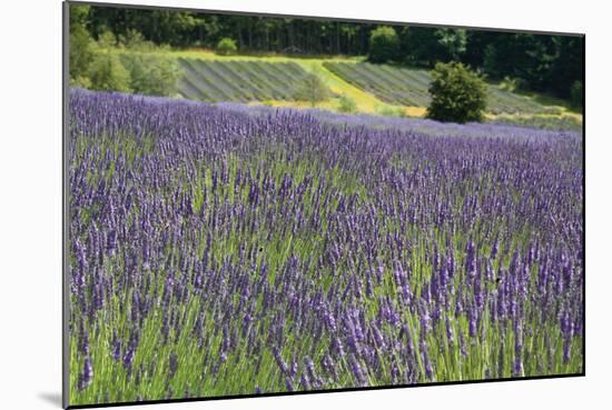 Lavender Field III-Dana Styber-Mounted Photographic Print
