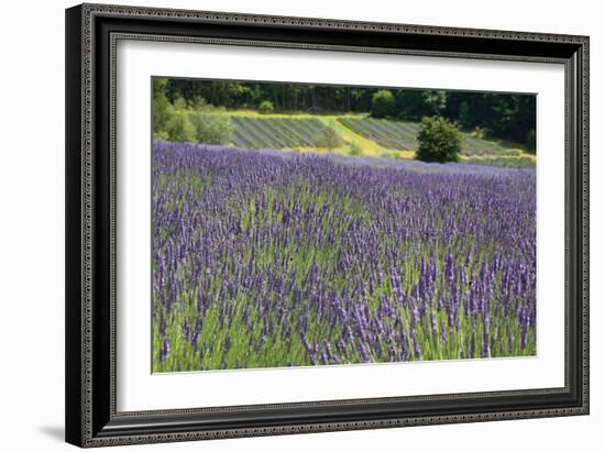 Lavender Field III-Dana Styber-Framed Photographic Print