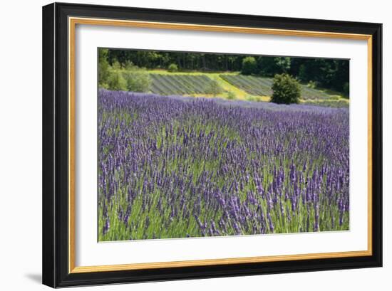 Lavender Field III-Dana Styber-Framed Photographic Print