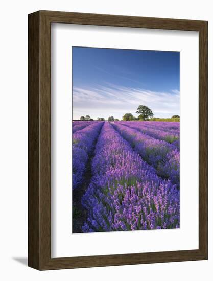 Lavender field in flower, Faulkland, Somerset, England. Summer (July) 2014.-Adam Burton-Framed Photographic Print