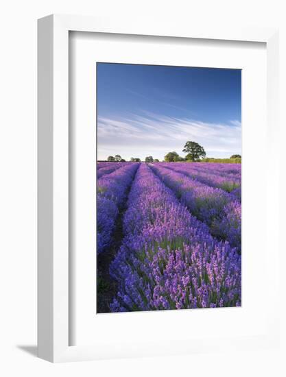 Lavender field in flower, Faulkland, Somerset, England. Summer (July) 2014.-Adam Burton-Framed Photographic Print