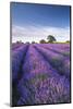 Lavender field in flower, Faulkland, Somerset, England. Summer (July) 2014.-Adam Burton-Mounted Photographic Print