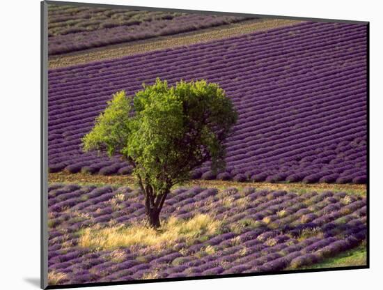 Lavender Field in High Provence, France-David Barnes-Mounted Photographic Print