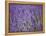 Lavender Field, Lordington Lavender Farm, Lordington, West Sussex, England, United Kingdom, Europe-Jean Brooks-Framed Premier Image Canvas