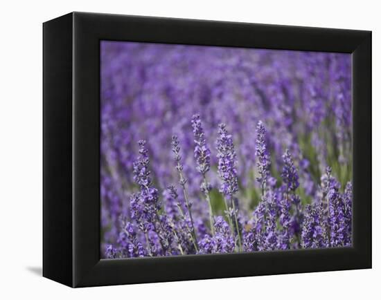 Lavender Field, Lordington Lavender Farm, Lordington, West Sussex, England, United Kingdom, Europe-Jean Brooks-Framed Premier Image Canvas