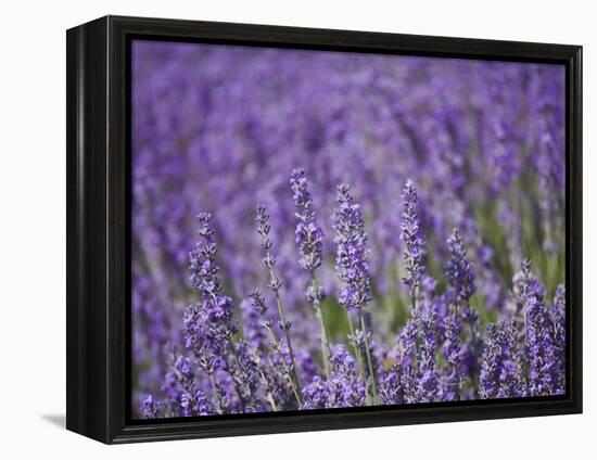 Lavender Field, Lordington Lavender Farm, Lordington, West Sussex, England, United Kingdom, Europe-Jean Brooks-Framed Premier Image Canvas