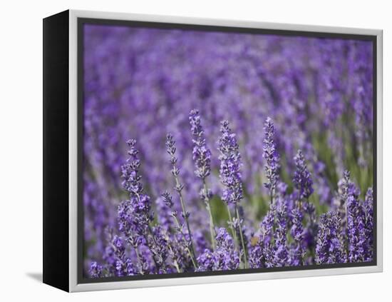 Lavender Field, Lordington Lavender Farm, Lordington, West Sussex, England, United Kingdom, Europe-Jean Brooks-Framed Premier Image Canvas