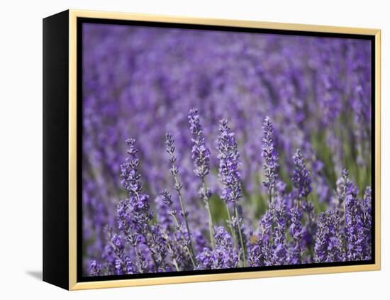 Lavender Field, Lordington Lavender Farm, Lordington, West Sussex, England, United Kingdom, Europe-Jean Brooks-Framed Premier Image Canvas