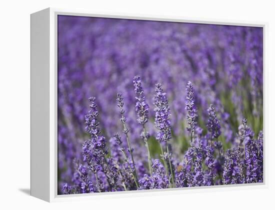 Lavender Field, Lordington Lavender Farm, Lordington, West Sussex, England, United Kingdom, Europe-Jean Brooks-Framed Premier Image Canvas