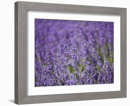 Lavender Field, Lordington Lavender Farm, Lordington, West Sussex, England, United Kingdom, Europe-Jean Brooks-Framed Photographic Print