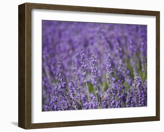 Lavender Field, Lordington Lavender Farm, Lordington, West Sussex, England, United Kingdom, Europe-Jean Brooks-Framed Photographic Print