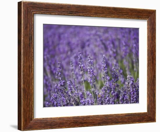 Lavender Field, Lordington Lavender Farm, Lordington, West Sussex, England, United Kingdom, Europe-Jean Brooks-Framed Photographic Print